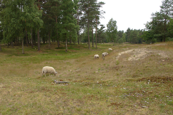 20150712 Workshop Zingen in het Bos 02